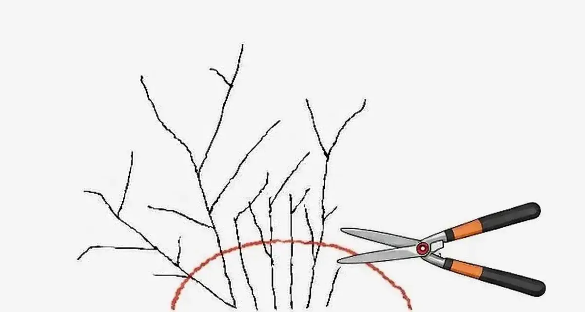 Ilustracja pokazuje, jak wykonać cięcie tawuły japońskiej. Nożyce ogrodnicze są gotowe do przycięcia gałązek poniżej czerwonej linii.