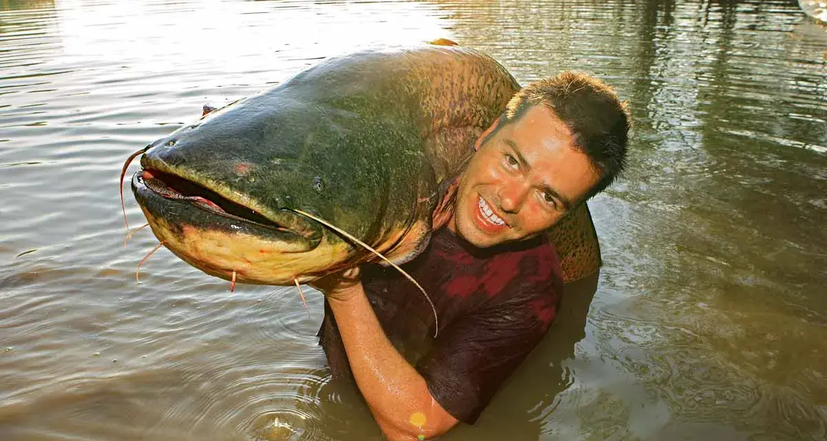 Ein Mann hält stolz einen riesigen Wels im Wasser. Ein erfolgreicher Tag beim Angeln auf Wels!