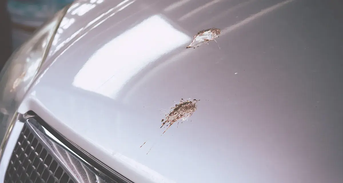Bird droppings mar the shiny hood of a car, showing how to clean bird poop off car.