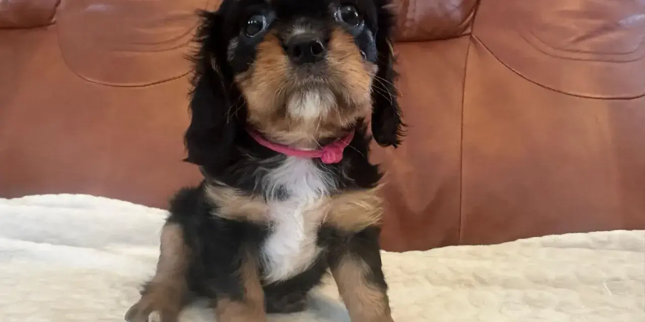 Uroczy szczeniak cavalier king charles spaniel w różowej obroży. Sprawdź cavalier king charles spaniel cena i znajdź swojego wymarzonego pupila!