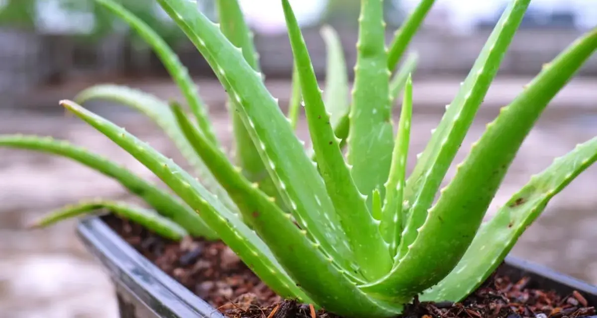 Zielony, soczysty aloes leczniczy w czarnej doniczce. Jego grube liście z ząbkowanymi brzegami tworzą gęstą rozetę.