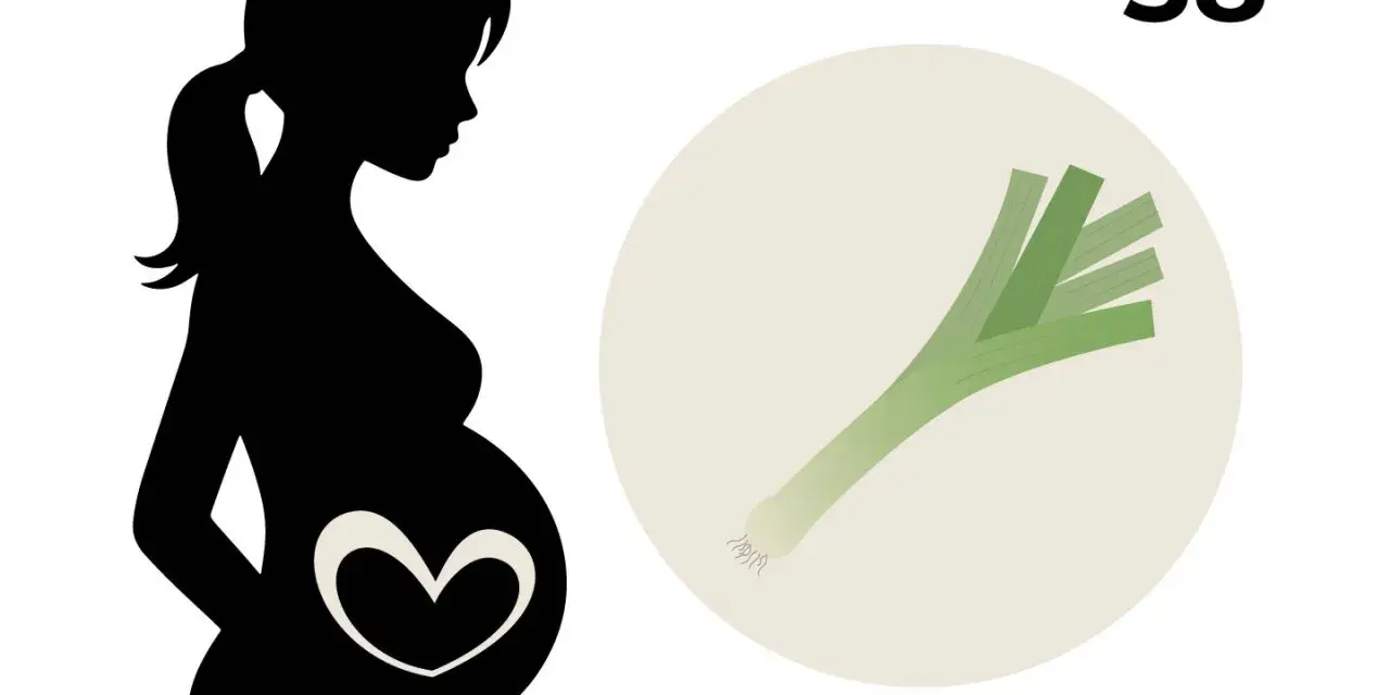 Silhouetten einer schwangeren Frau mit einem Herzsymbol auf dem Bauch, daneben eine Lauchstange und die Zahl 38. 38. SSW.