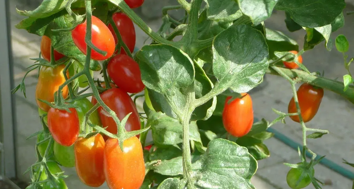Pomodori ciliegino maturi e verdi su un ramo. L'olio di neem protegge le piante da parassiti, garantendo frutti sani.