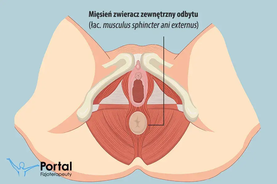 Jak ćwiczyć zwieracze odbytu? Skuteczne metody i plan treningu