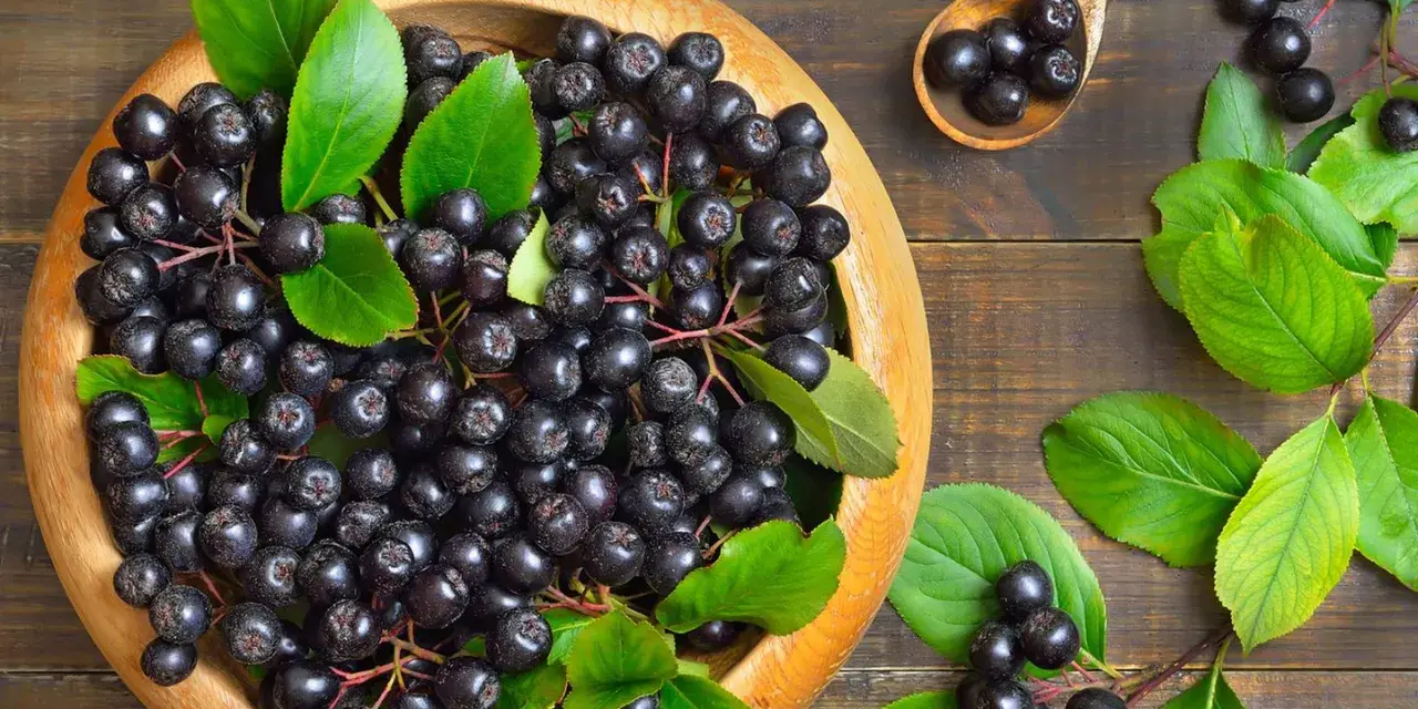 Frische Aroniabeeren in einer Holzschale und auf einem Löffel, bereit zum Verarbeiten.