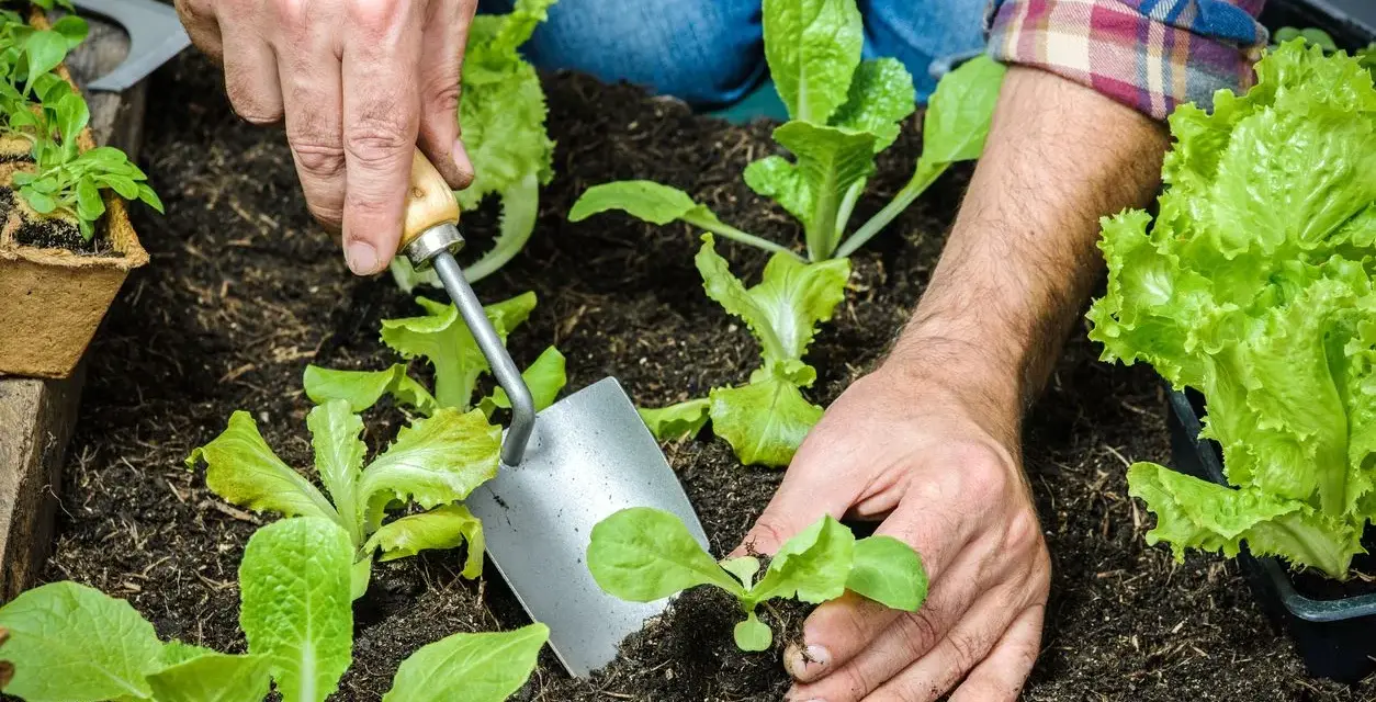 Hands planting young romaine lettuce seedlings in dark soil. This is the perfect time to plant romaine lettuce for a fresh harvest.