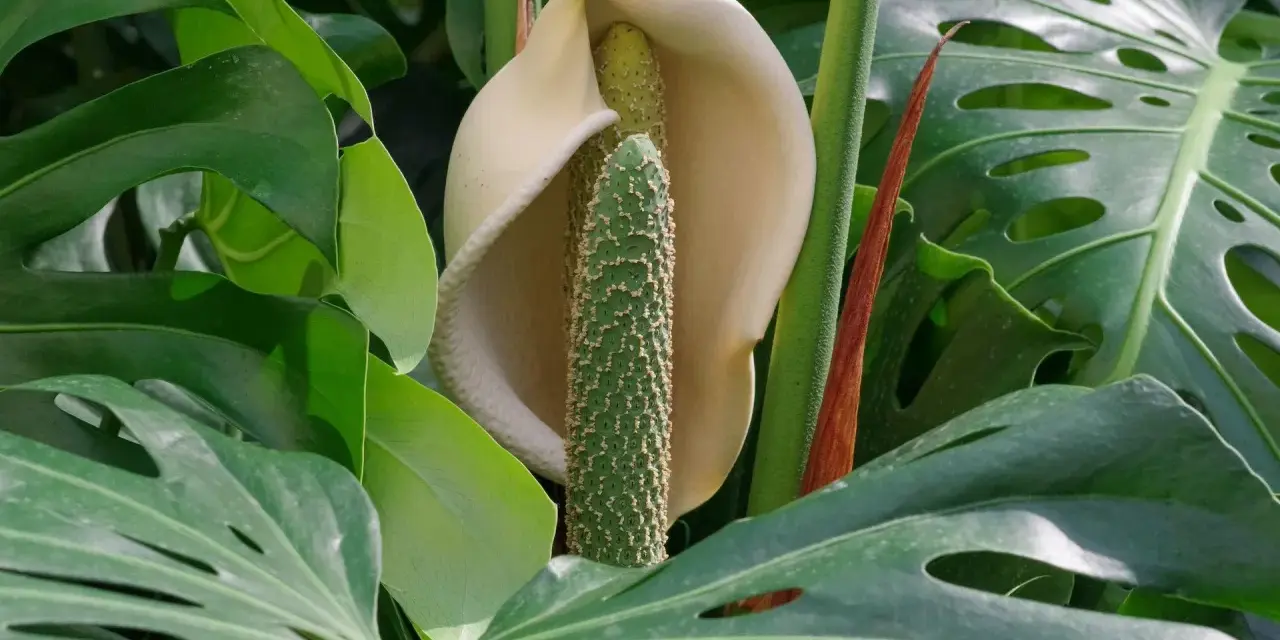 Kwiatostan monstery, otoczony liśćmi, pokazuje, czy monstera kwitnie. Zielony, kolczasty słup otoczony kremową pochwą.