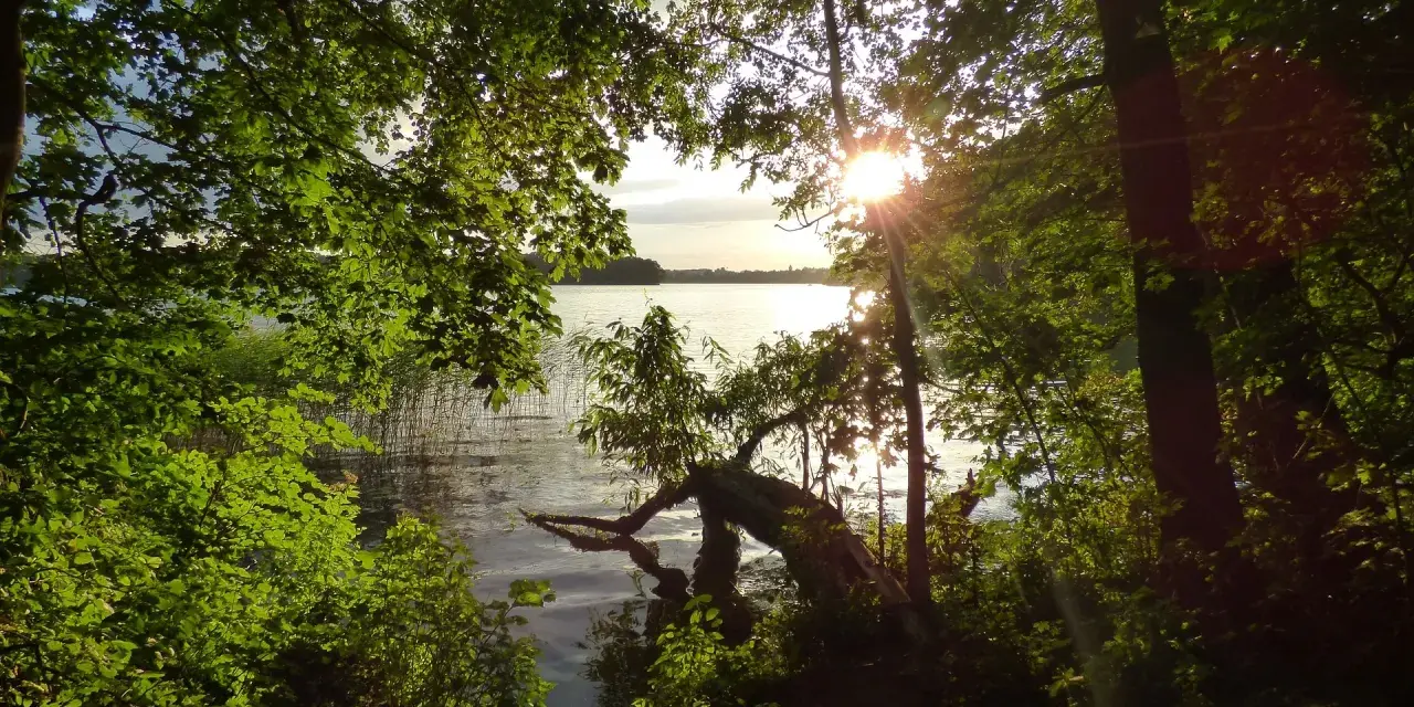 Sonnenstrahlen brechen durch das Blätterdach und beleuchten das ruhige Jezioro Mamry. Ein umgestürzter Baum ragt ins Wasser.