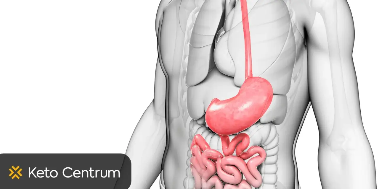 Anatomia układu pokarmowego. Szukaj przepisów na dietę przy chorym woreczku żółciowym w Keto Centrum.
