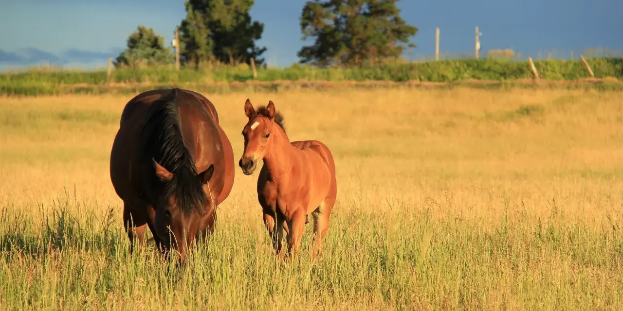 Une jument brune et son poulain roux profitent de la chaleur estivale dans un pré doré.