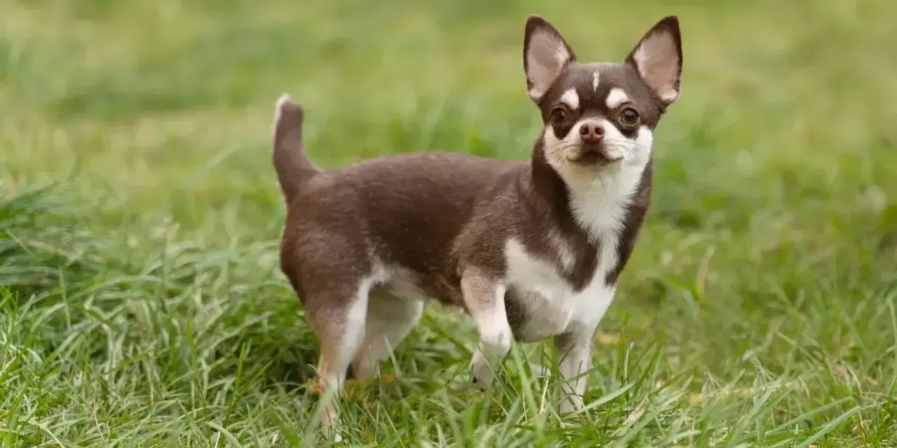 Mały, brązowo-biały piesek rasy chihuahua stoi na zielonej trawie, gotowy do zabawy.