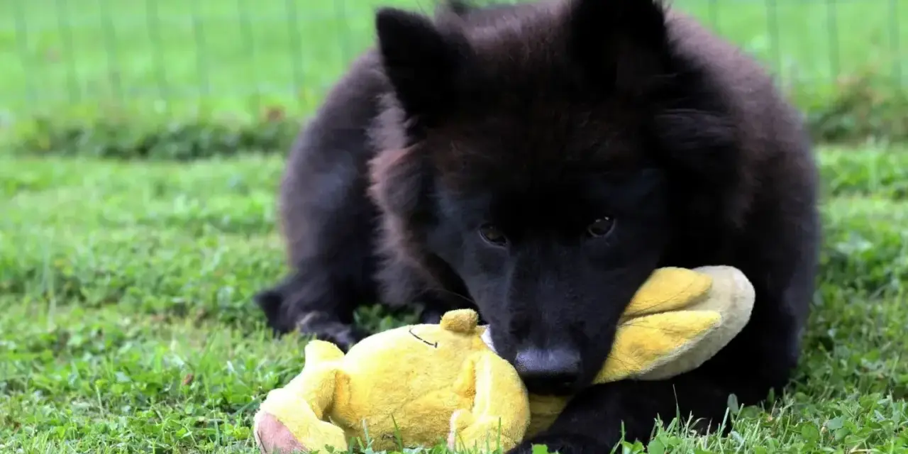 Czarny szczeniak rasy eurasier bawi się żółtą zabawką na trawie. Zastanawiasz się nad eurasier cena?