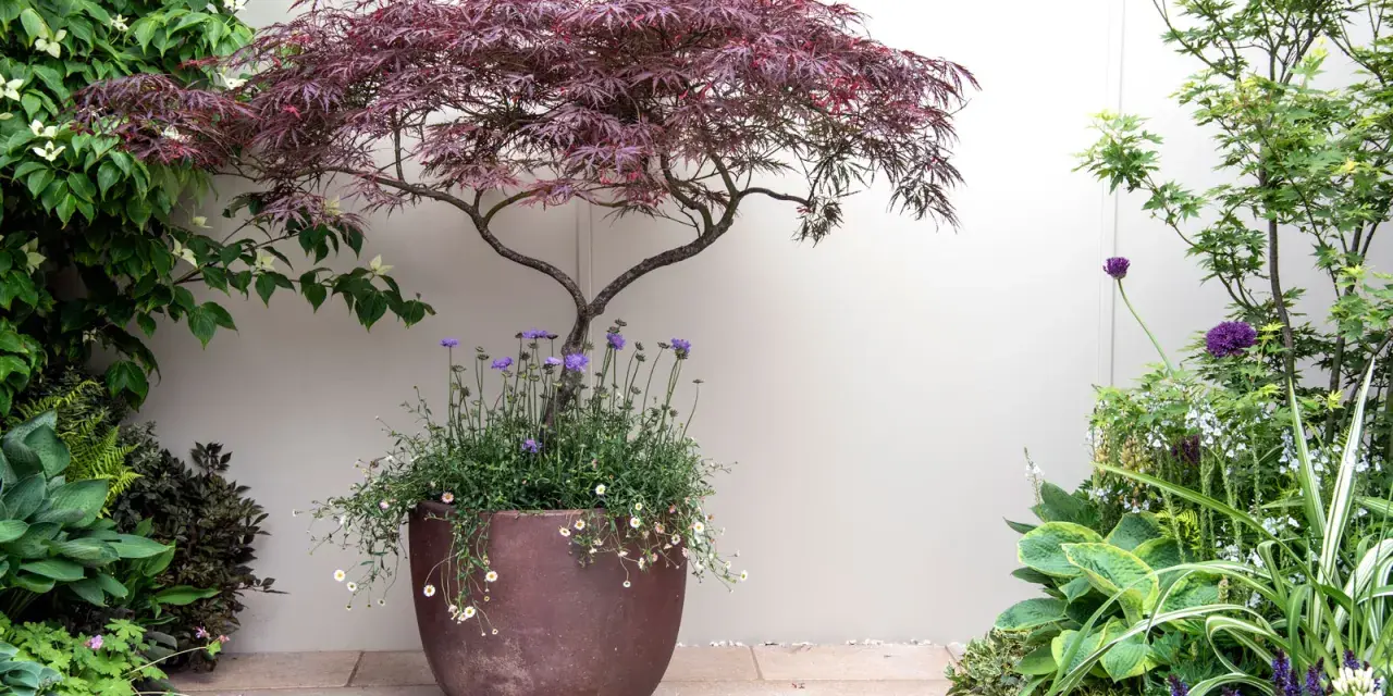 A striking Japanese maple in a pot, surrounded by lush greenery and delicate purple and white flowers, creates a serene garden scene.