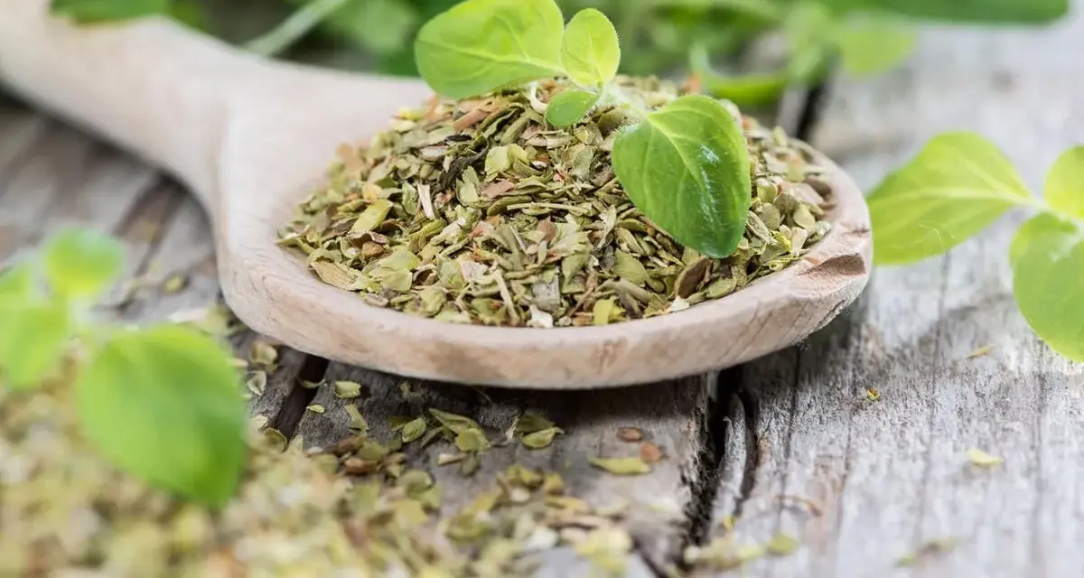 Getrockneter Oregano auf einem Holzlöffel, bereit zum Würzen. Frische Blätter daneben zeigen, wie man Oregano trocknen kann.