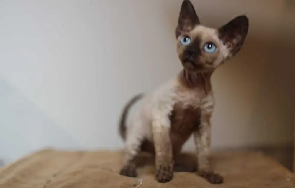 Gdzie znaleźć koty Devon Rex w Zachodniopomorskim - ceny i hodowle