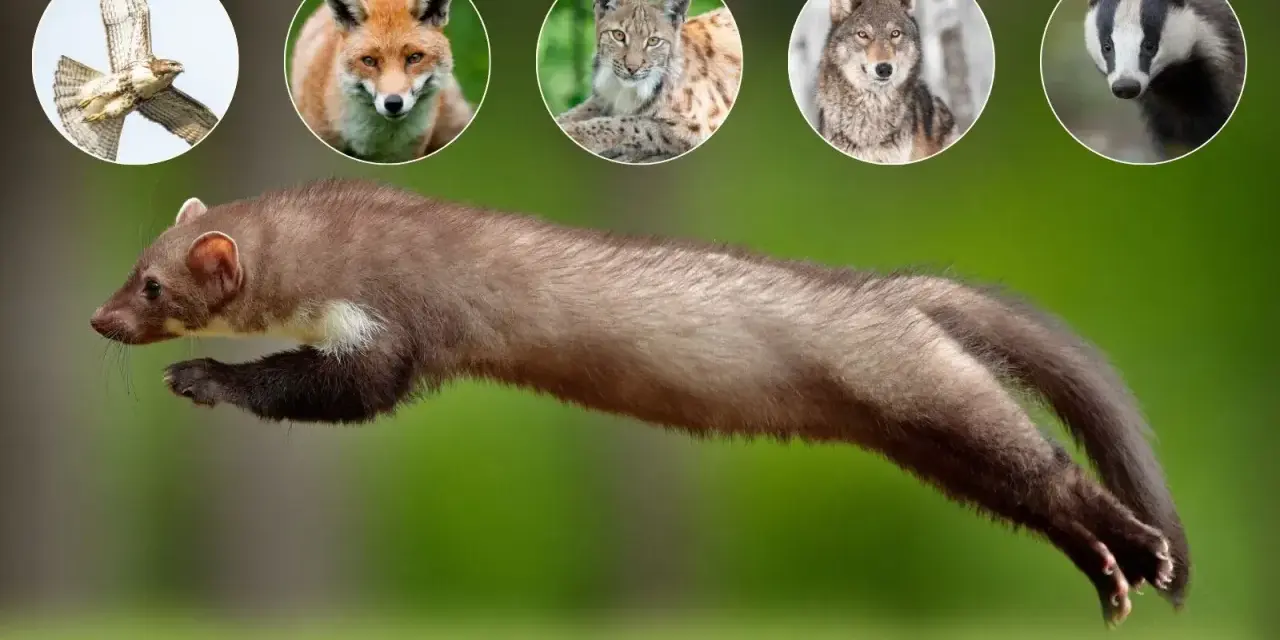 Skacząca kuna, a nad nią w okręgach: jastrząb, lis, ryś, wilk i borsuk – jej naturalni wrogowie.