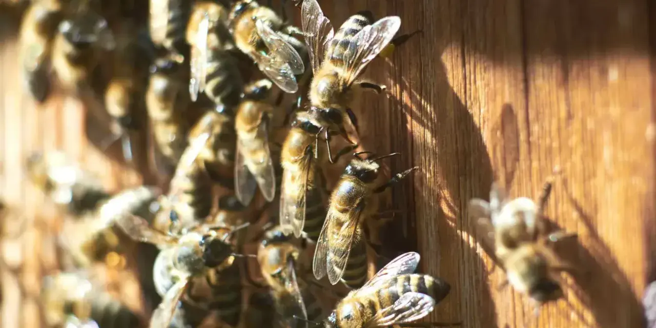 Abejas en madera. Aprende cómo evitar que las abejas hagan nido en tu hogar.