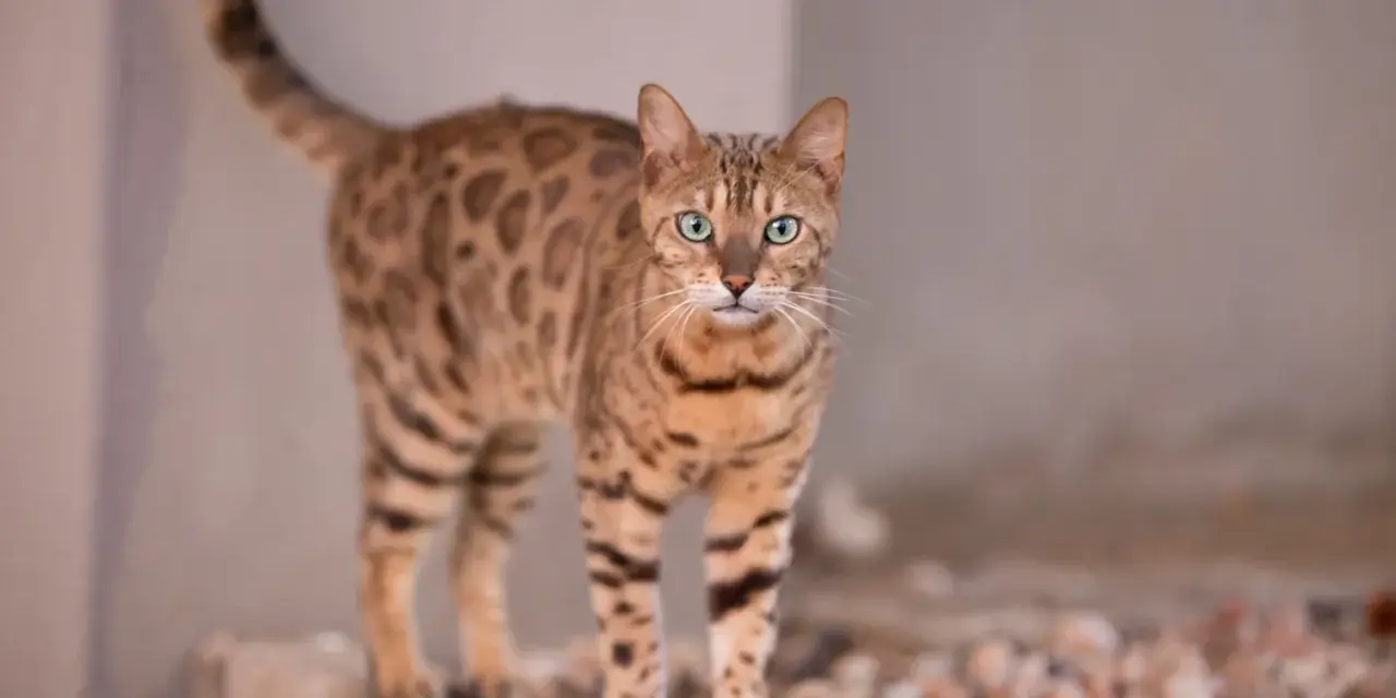 Piękny kot bengalski z zielonymi oczami, z pewnością warty swojej ceny.