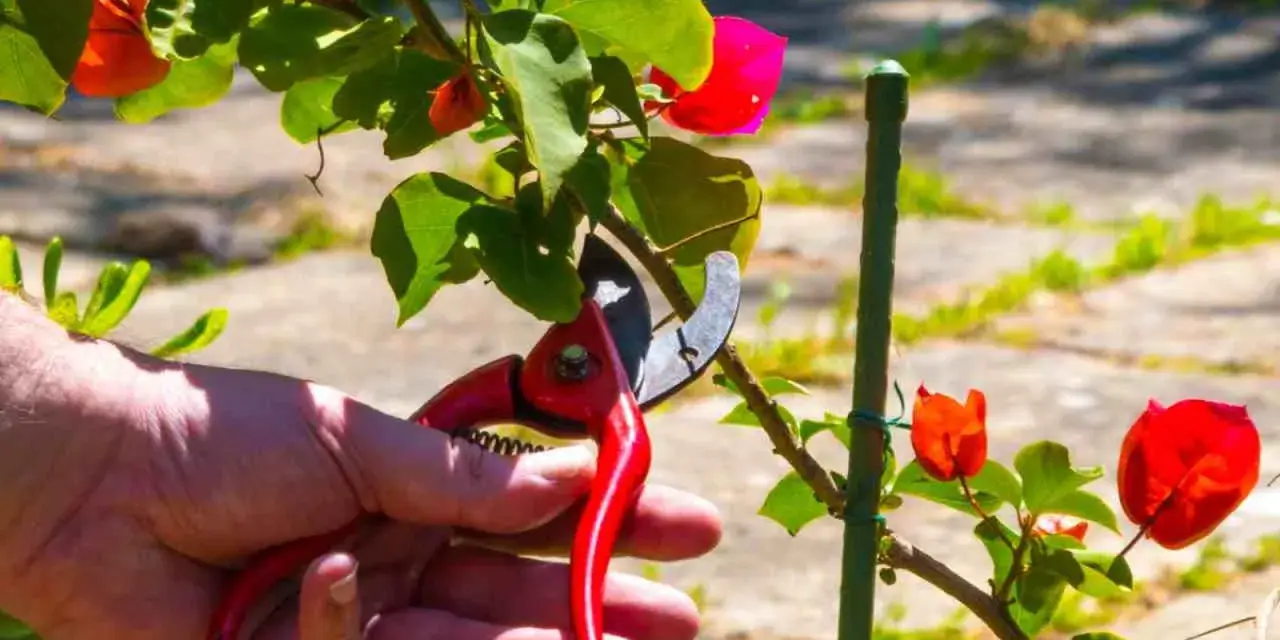 Mano con tijeras podando una buganvilla en verano, para mantenerla sana y floreciente.