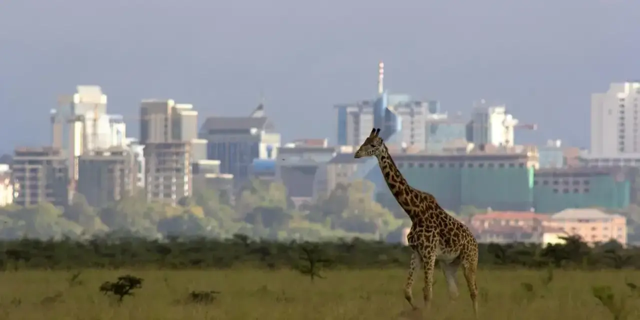 Żyrafa przemierza sawannę na tle nowoczesnej panoramy Nairobi, stolicy Kenii.