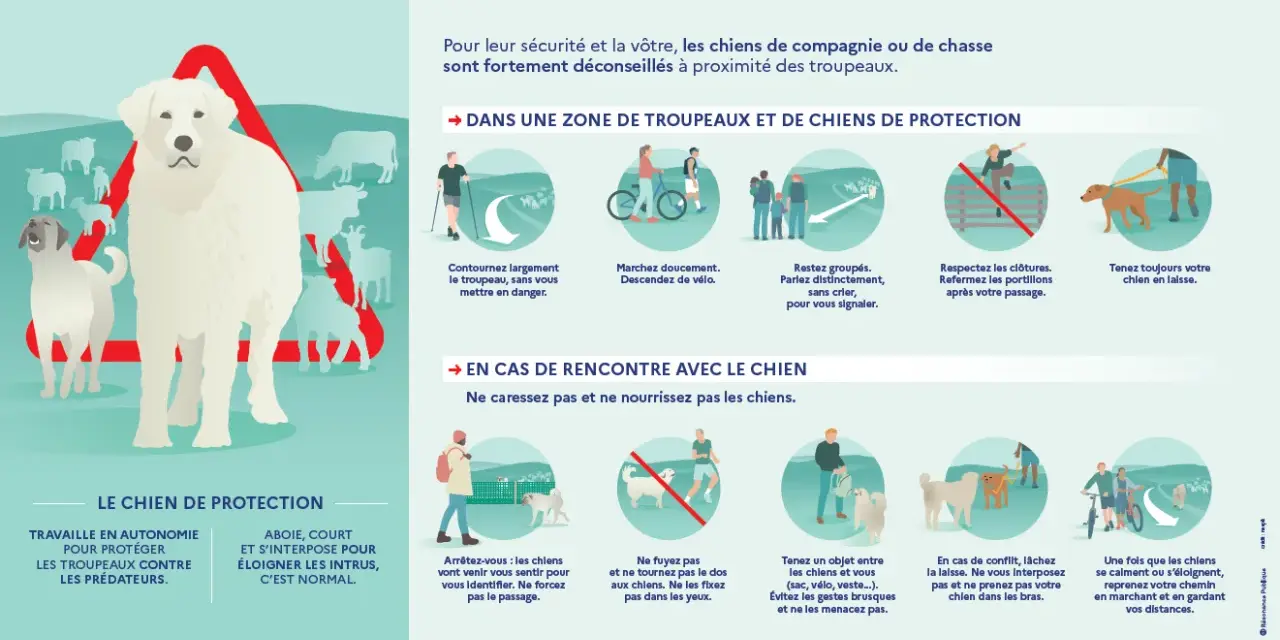 Attention : zone de chiens de protection. Un grand chien blanc veille sur un troupeau. Adoptez les bons comportements pour votre sécurité.
