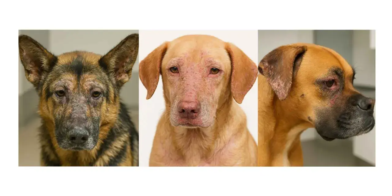 Tres perros con leishmaniasis en orejas y cara. Un pastor alemán, un perro color arena y un bóxer muestran lesiones cutáneas.