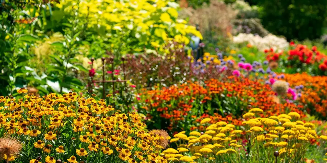 En blomstrande rabatt med gula solhattar och orangea blommor. Här ser man verkligen vad betyder perenn – växter som kommer tillbaka år efter år.