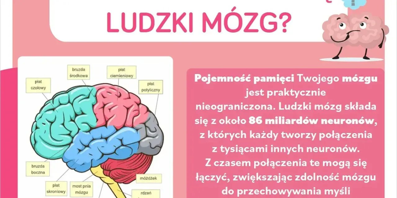 Ilustracja przedstawia schemat ludzkich części mózgu z etykietami, wyjaśniając jego budowę i pojemność pamięci.