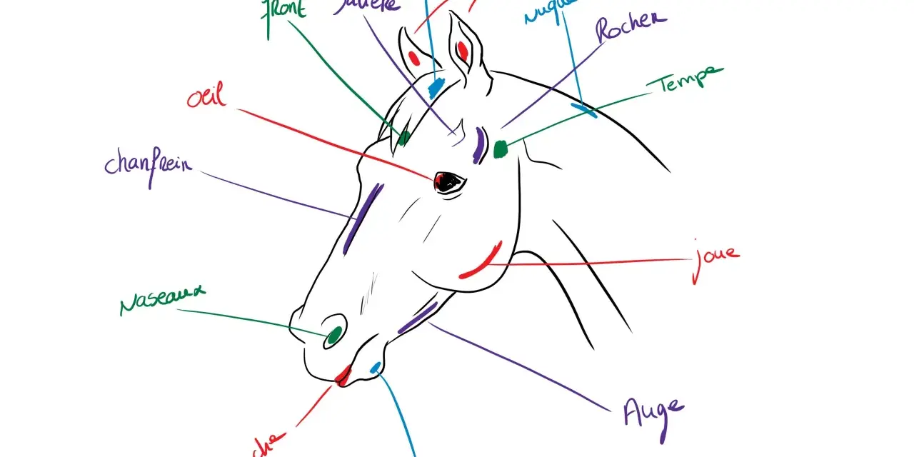 Dessin simple tête de cheval avec annotations des différentes parties : front, œil, chanfrein, naseaux, bouche, menton, joue, rocher, tempe, nuque, toupet, oreilles.