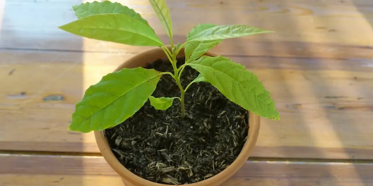 Jeune plant d'avocat tropical en pot, ses feuilles vertes brillent sous le soleil sur une table en bois.
