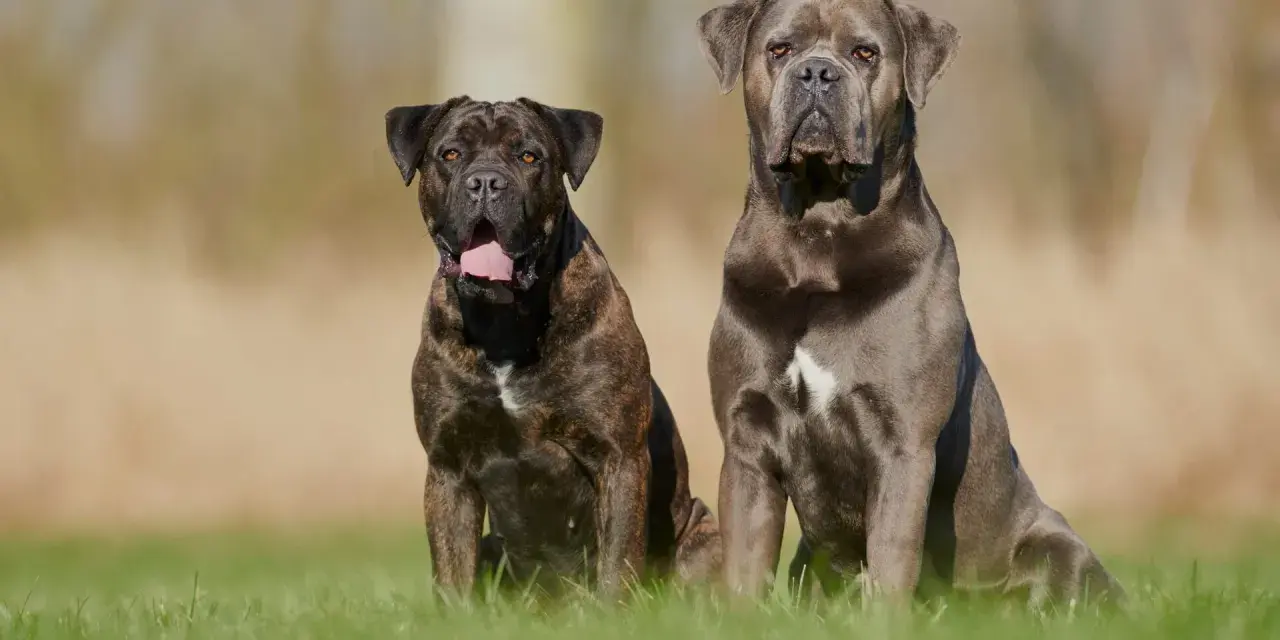 Dwa psy rasy Cane Corso siedzą na trawie. Ich usposobienie jest spokojne i czujne, gotowe do obrony.