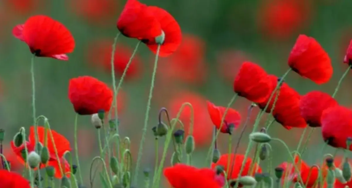 Campo de amapolas rojas vibrantes. La amapola, con su significado espiritual de renacimiento y esperanza, florece en un mar escarlata.