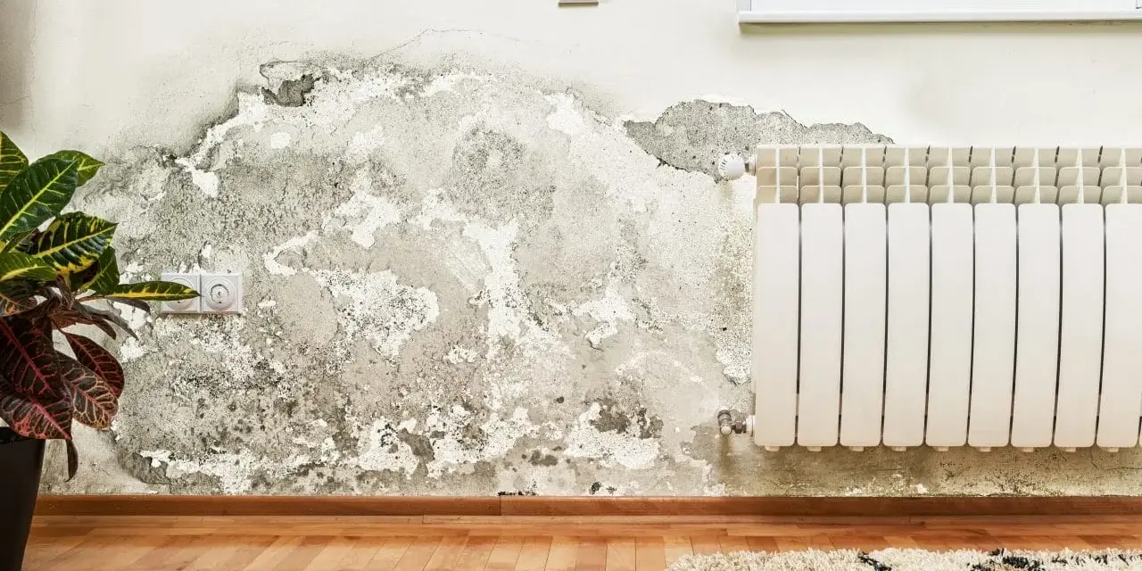 Détérioration d'un mur intérieur due à l'humidité, avec des traces de moisissure et de peinture écaillée. Une plante verte et un radiateur sont visibles.