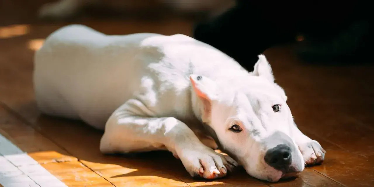 Chien blanc au regard triste, allongé sur un parquet. Il semble souffrir de gastro.