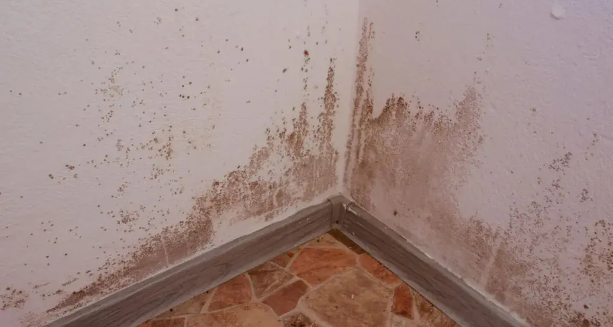 Esquina de pared con manchas de humedad y moho. Se necesita tapar rozas para solucionar el problema.
