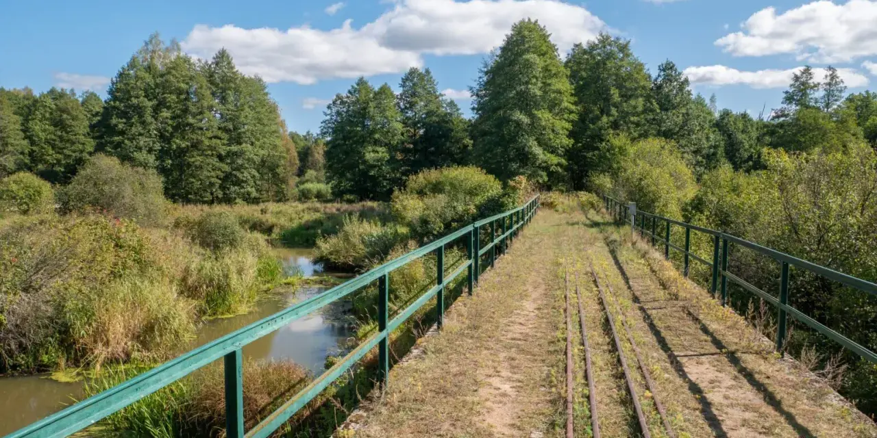 Most starych torów kolejowych w Puszczy Białowieskiej. Woda i bujna roślinność wokół.