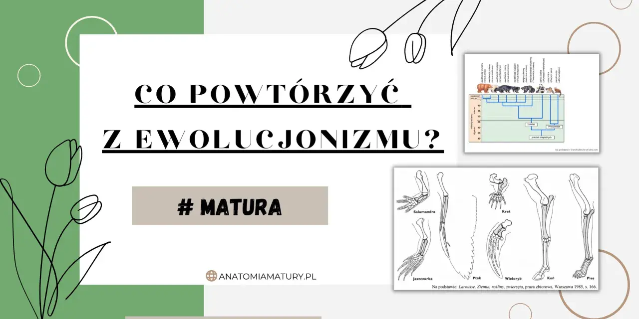 Grafika przedstawia drzewo filogenetyczne zwierząt i schemat kończyn różnych gatunków.