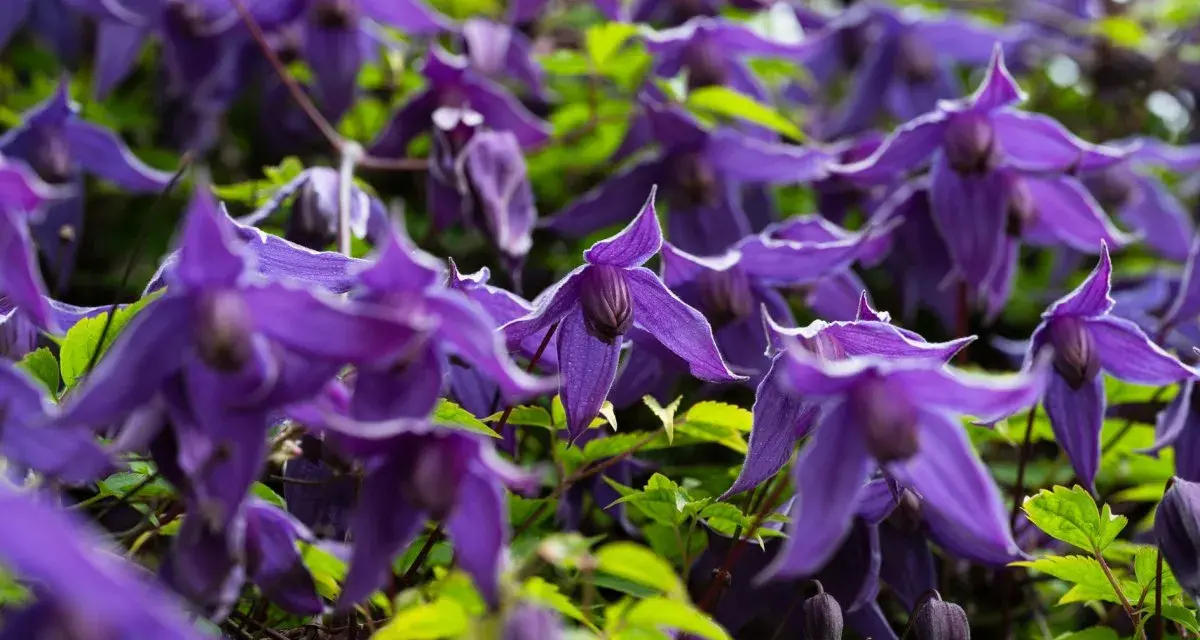 Nahaufnahme von violetten Clematisblüten, die auf einen Rückschnitt warten.