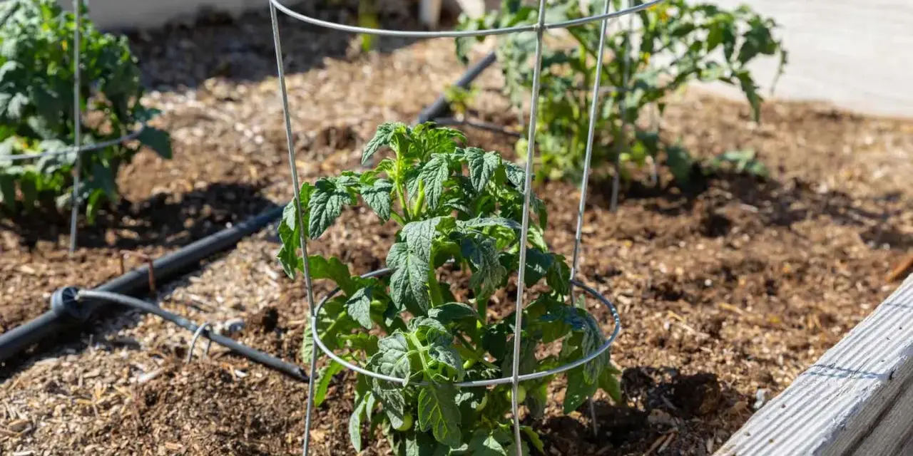 Learn how to use tomato cages to support young tomato plants in a raised garden bed. The cages provide structure as the plants grow.