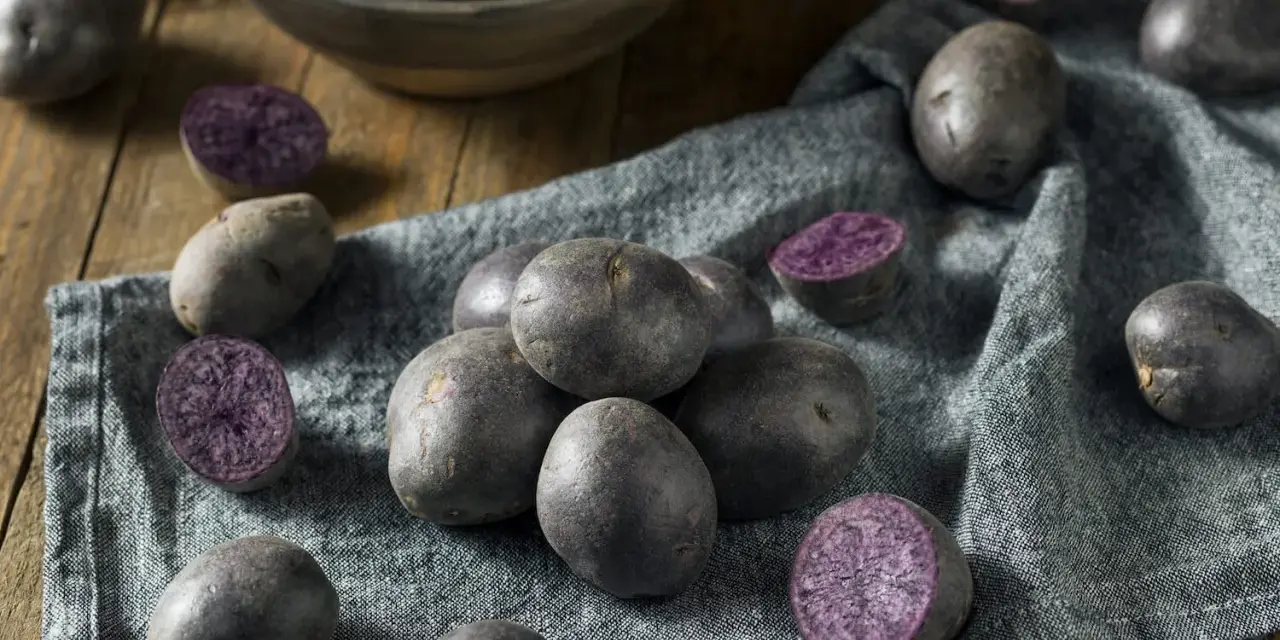 Ein Haufen blauer Schwede Kartoffeln, einige ganz, andere halbiert, liegen auf einem grauen Tuch.