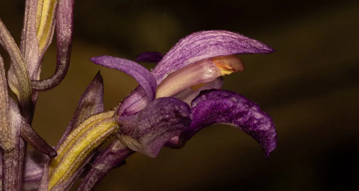Detalle de una flor de virgo morada y amarilla, con pétalos delicados y texturizados, sobre un fondo oscuro.