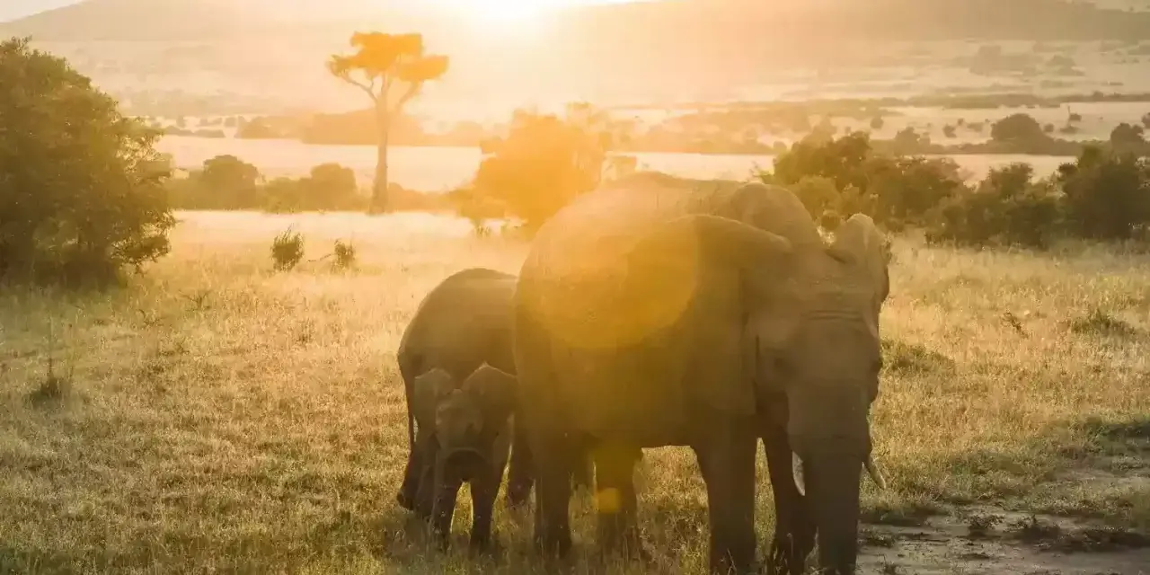 Słoń z młodym na tle zachodzącego słońca w Tanzanii. Ceny safari mogą być różne, ale widok jest bezcenny.