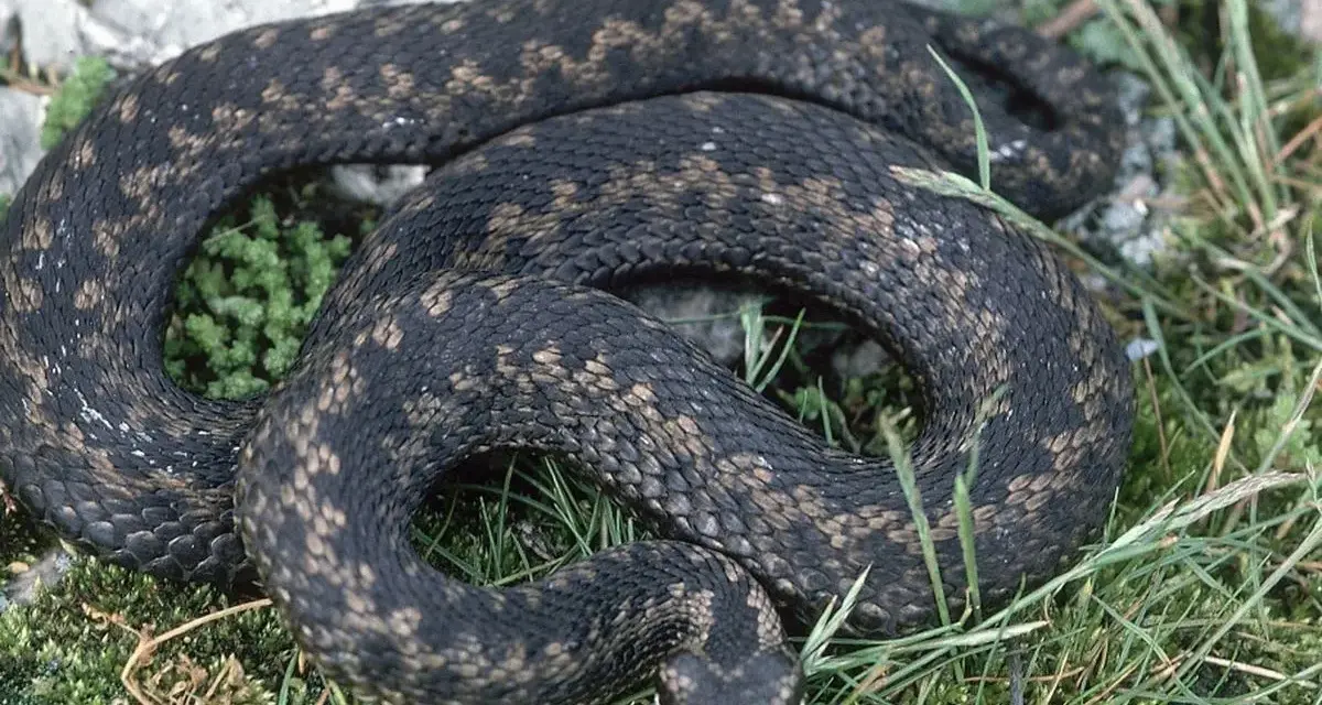 Ciemna żmija zygzakowata, gdzie występuje w naturalnym środowisku, wśród kamieni i zieleni.