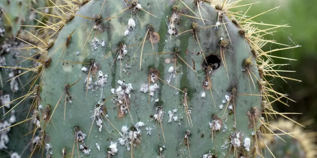 Przelany kaktus objawy: białe, waciane skupiska na zielonej łopatce, świadczące o chorobie lub szkodnikach.