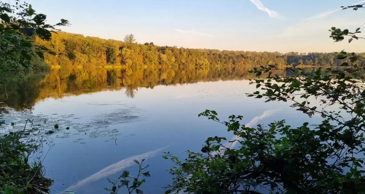 Sonnenuntergang am Liblarer See. Bäume spiegeln sich im ruhigen Wasser, der Himmel ist blau mit weißen Kondensstreifen.