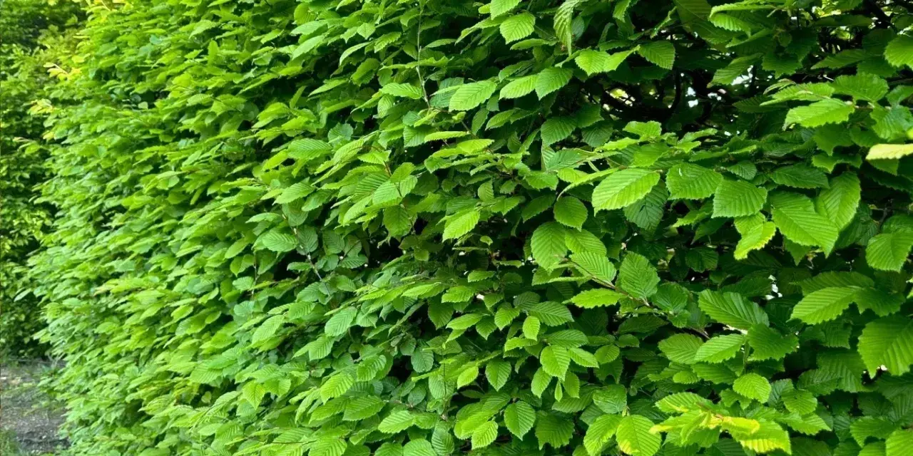 Gęsty, zielony żywopłot z grabu tworzy naturalną barierę, skrywając tajemnice ogrodu.