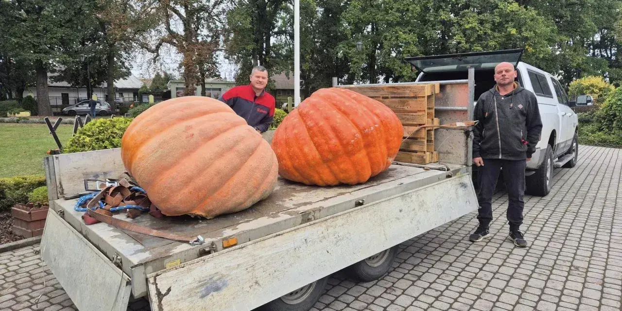 Dwóch mężczyzn pozuje obok dwóch gigantycznych dyń olbrzymich na przyczepie.