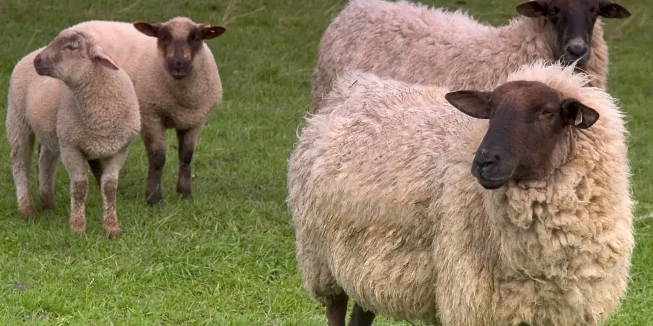 Un gruppo di pecore Ile de France pascola su un prato verde. Le loro lane sono folte e color crema, con teste scure.