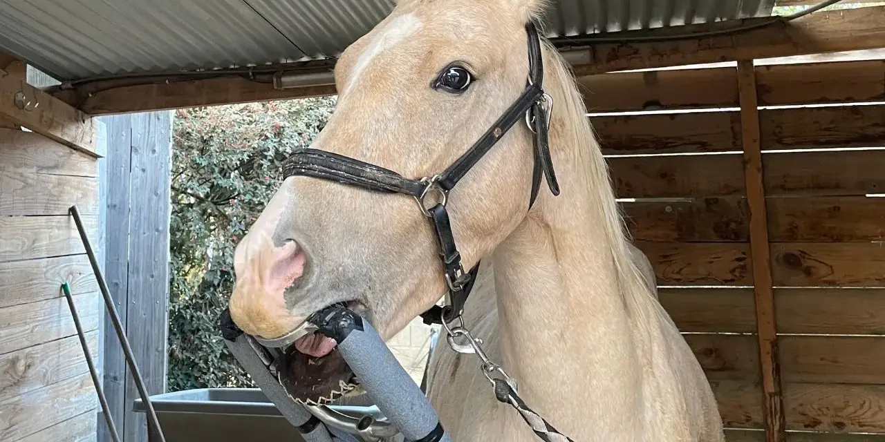 Un cheval à la robe claire, en plein examen dentaire. La question "dentiste cheval tous les combien" est essentielle pour son bien-être.