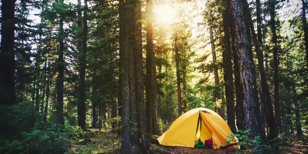 Gelbes Zelt im Wald, ein idyllischer Ort, der aber auch eine Strafe für Wildcampen bedeuten kann.
